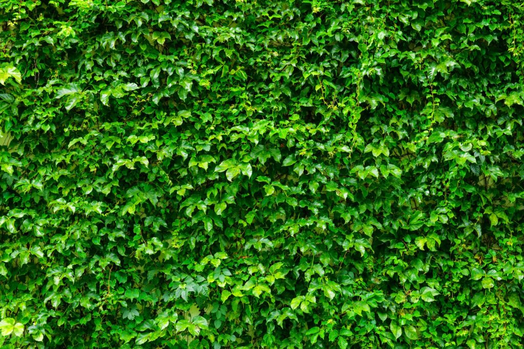 Green plant wall