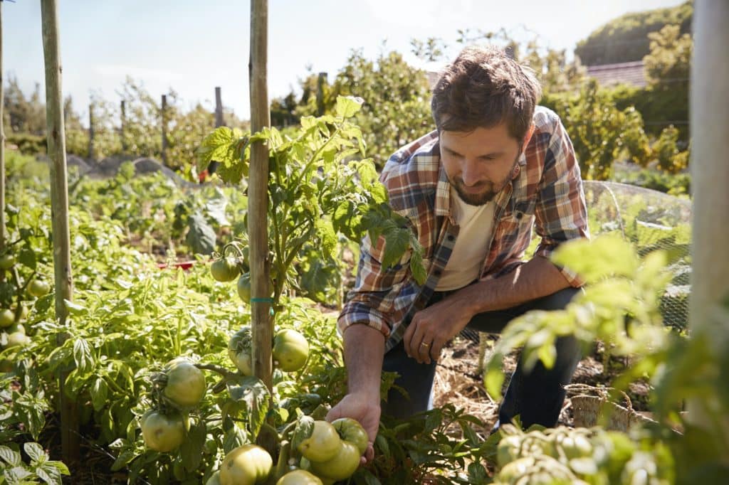 Man Checking Tomato Plants Growing On Allotment