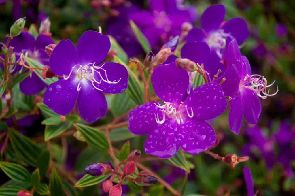 Beautiful Tibouchina flowers after the rain. Purple flowers