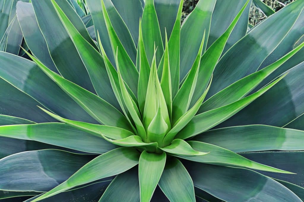 Beautifully bloomed agave leaves like lotus flower. Natural floral pattern agave plant succulent