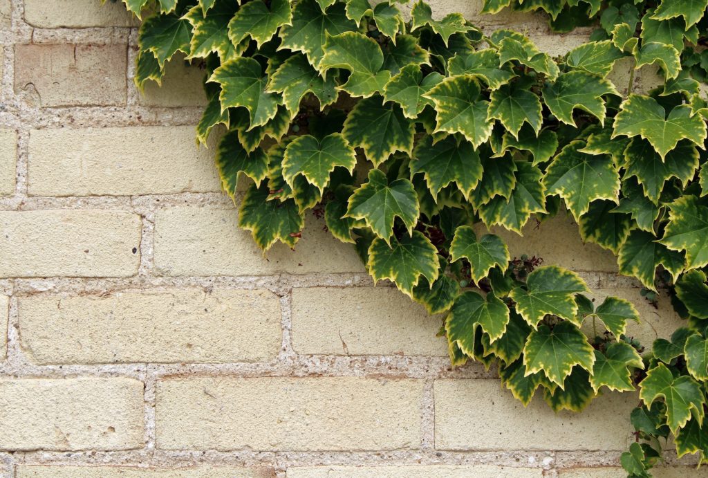Ivy brick wall