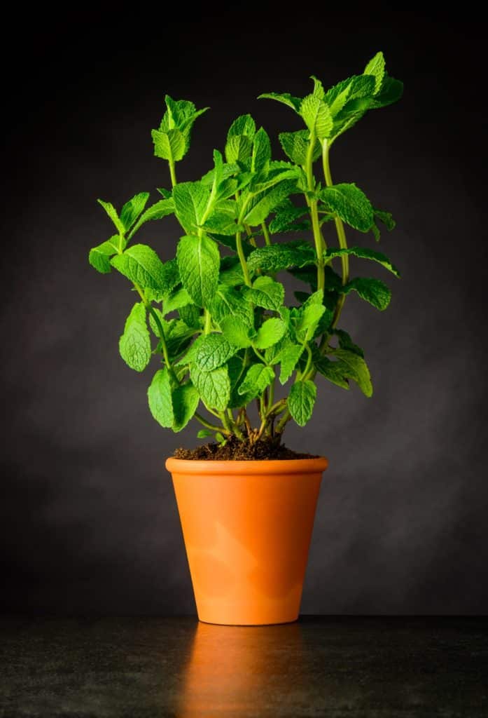 Mint Plant in Pottery Pot
