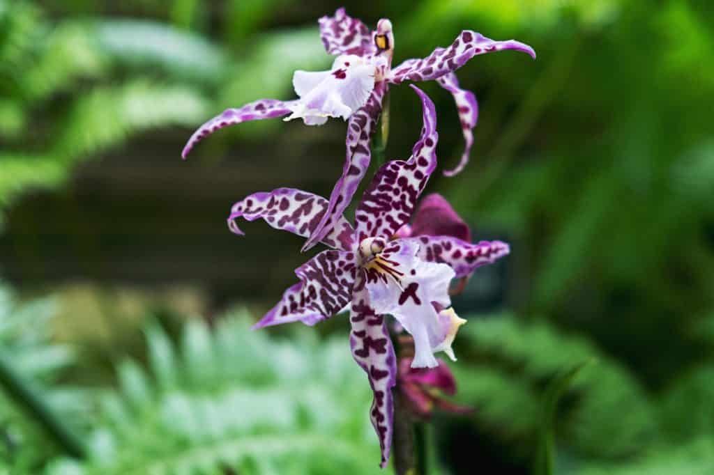 plantes exotiques d'extérieur