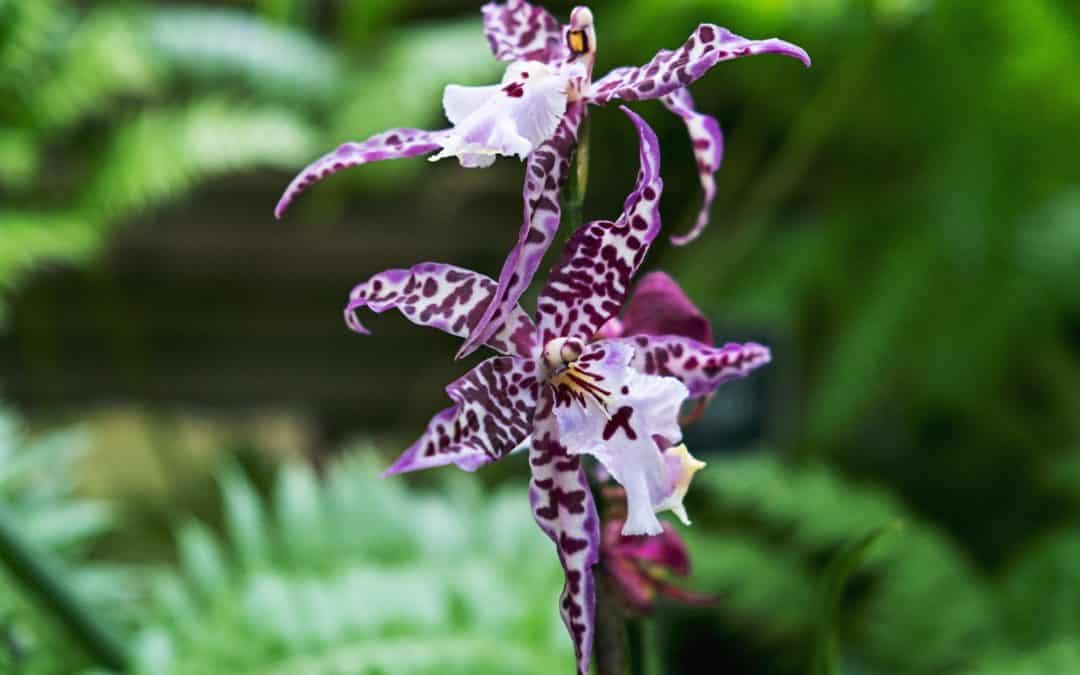 10 Plantes exotiques d’extérieur résistantes !