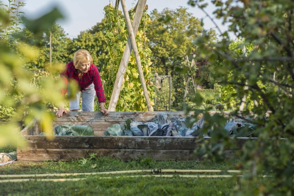 Senior woman gardening in vegetable patch