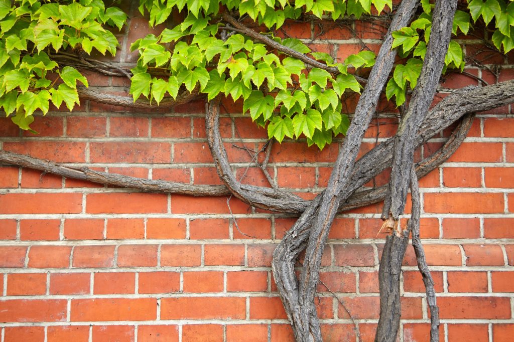 Vine growing on an old brick wall