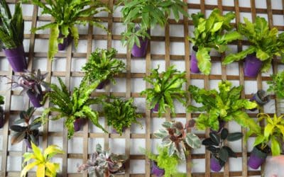 Comment habiller un mur extérieur avec des plantes ?