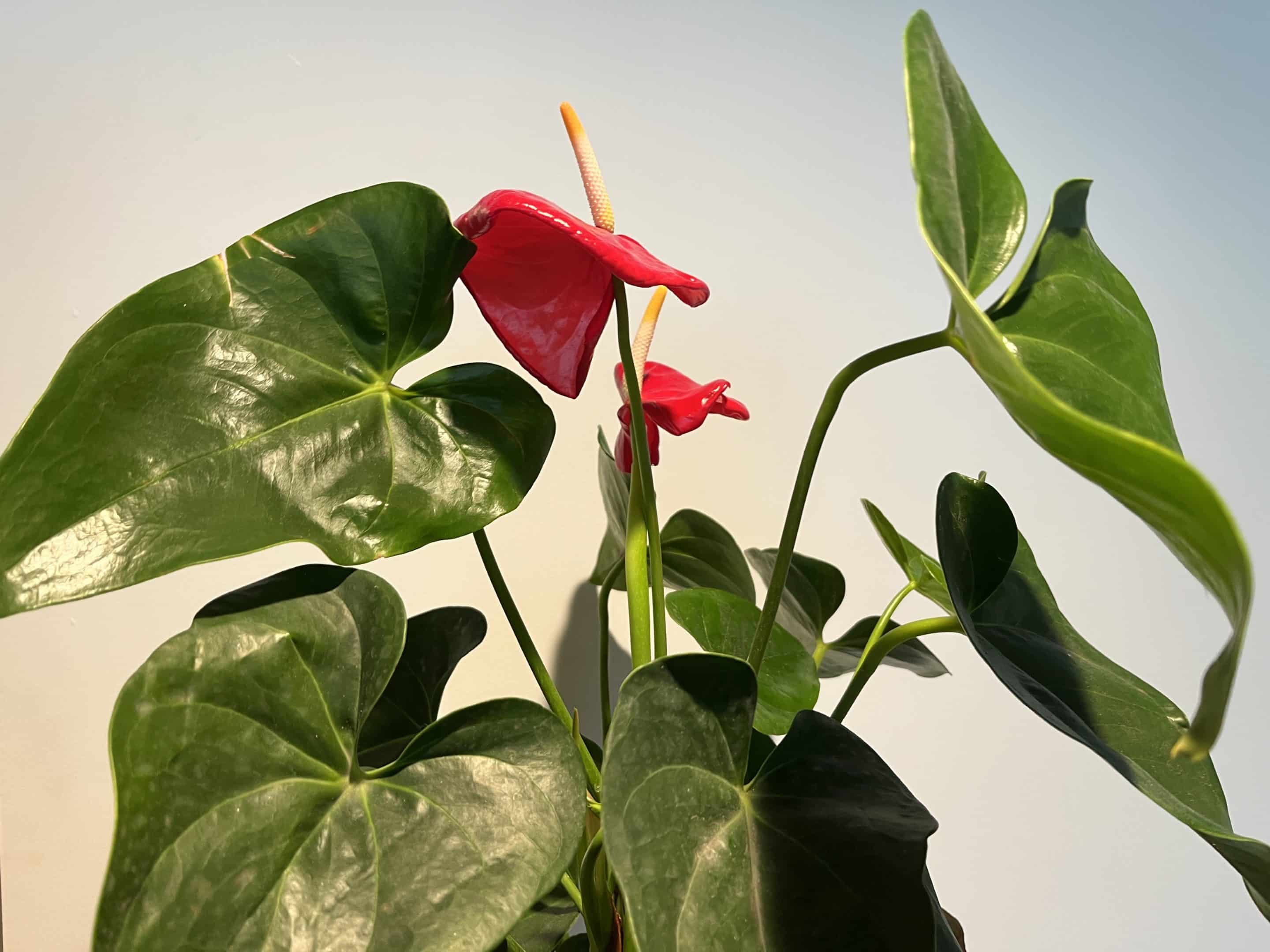 Comment Savoir Si Mon Orchidée Est Morte Comment savoir si une orchidée est morte et la récupérer ? - Wepot | L'art  d'irriguer vos plantes