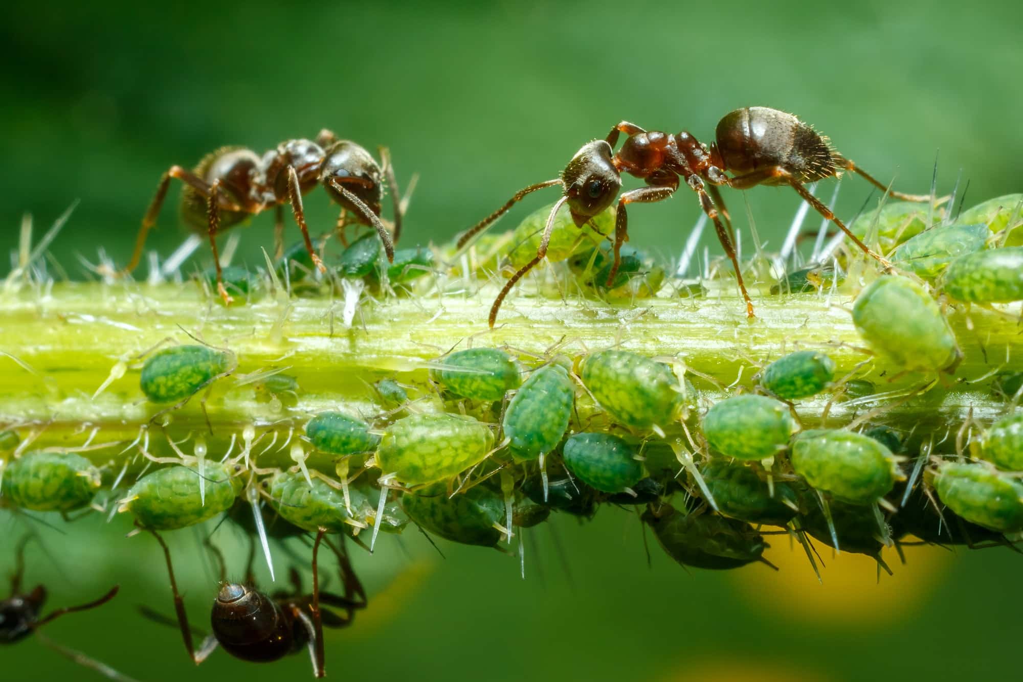 pucerons et fourmis