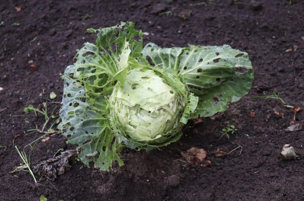 cabbage harvest eaten by aphids in the garden bed