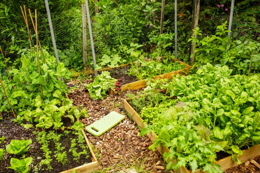 Planification d'un potager carré