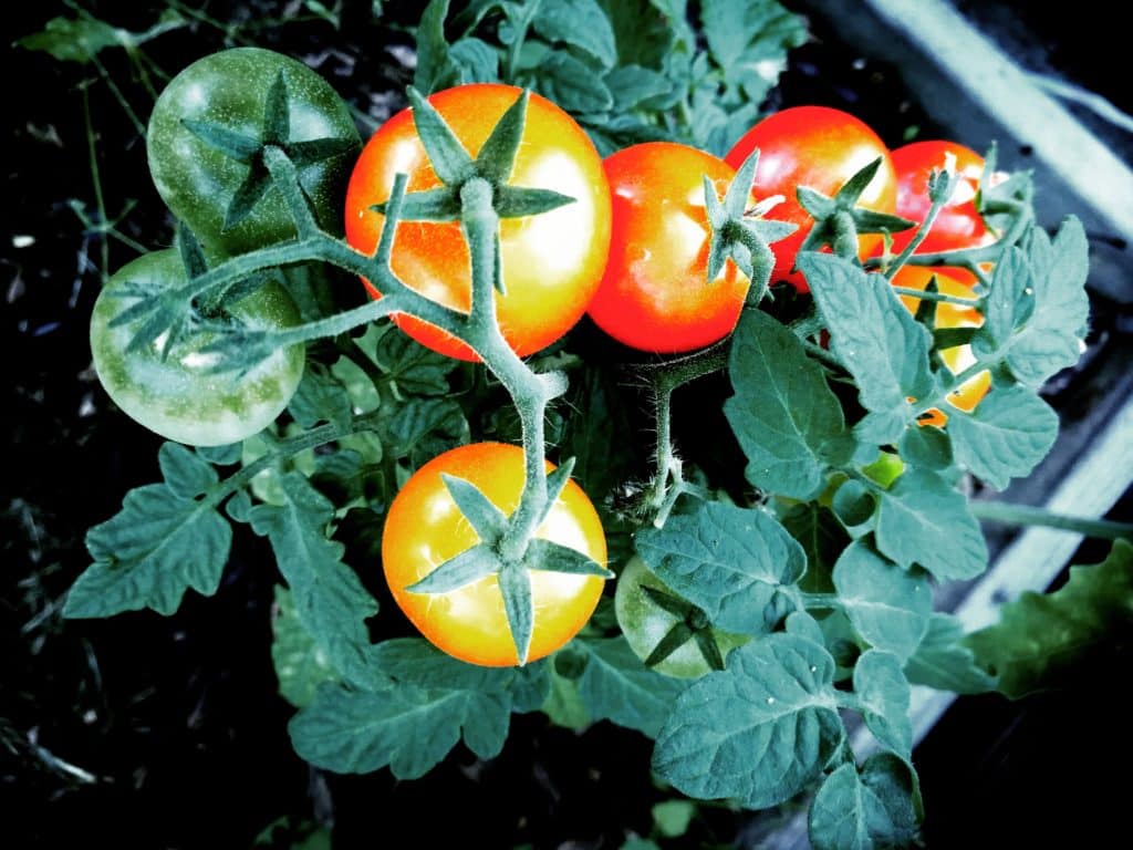 semer des tomates en bouteille