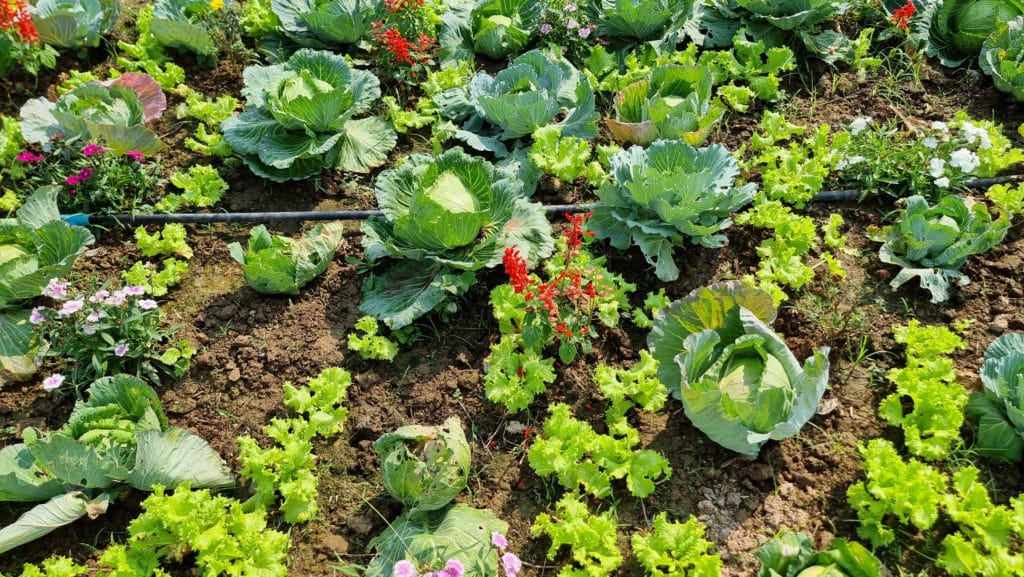 Un carré potager