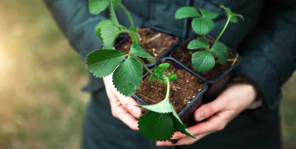 Strawberry seedlings in pot in the hands of a farmer, ready to plant in the garden