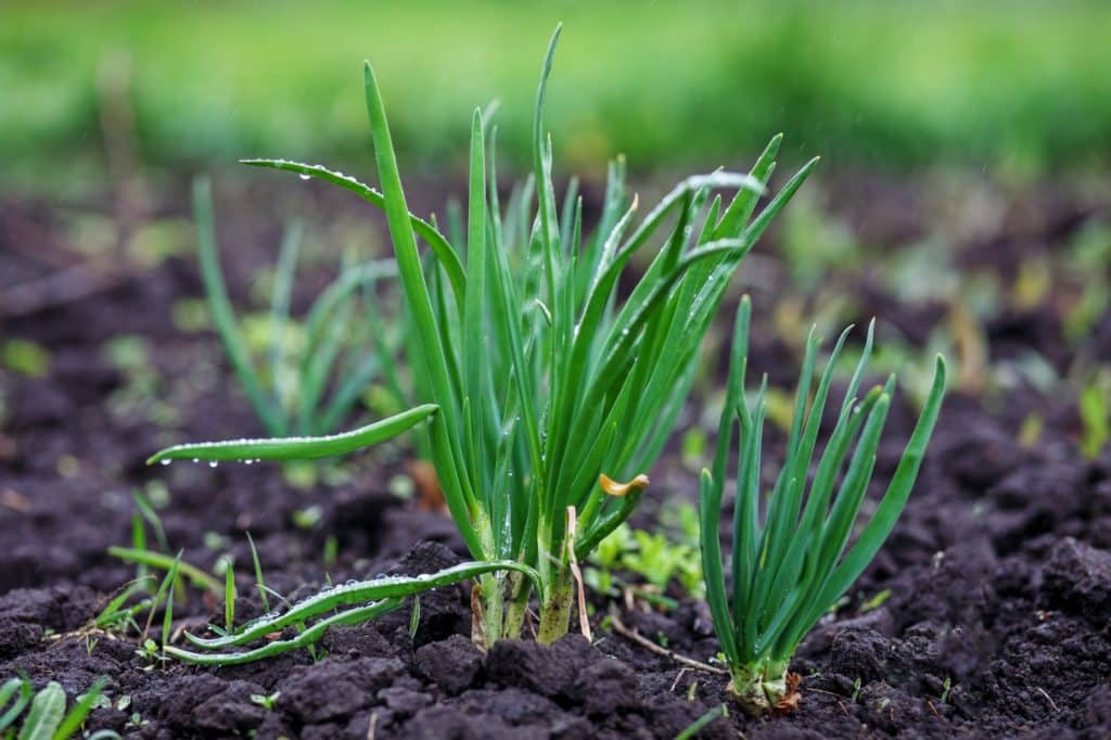 Green onions growing in the ground. The concept of plants and fo
