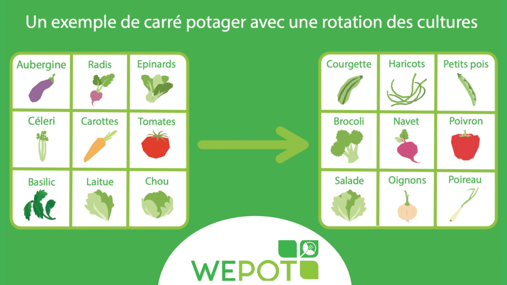 Un exemple de carré potager 1
