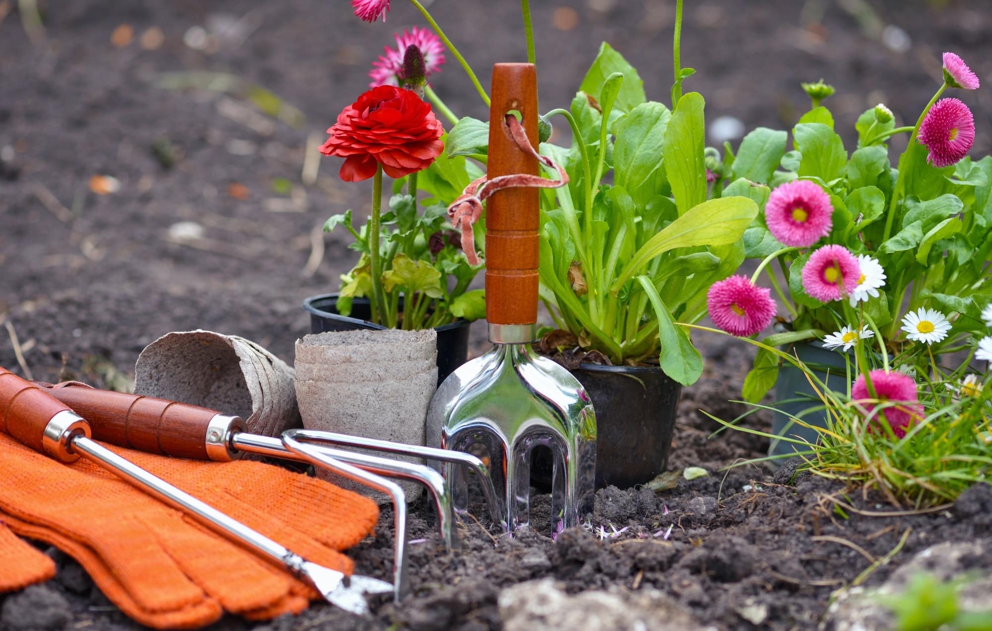 gardening-tools-and-spring-flowers-in-the-garden-gardening-concept-