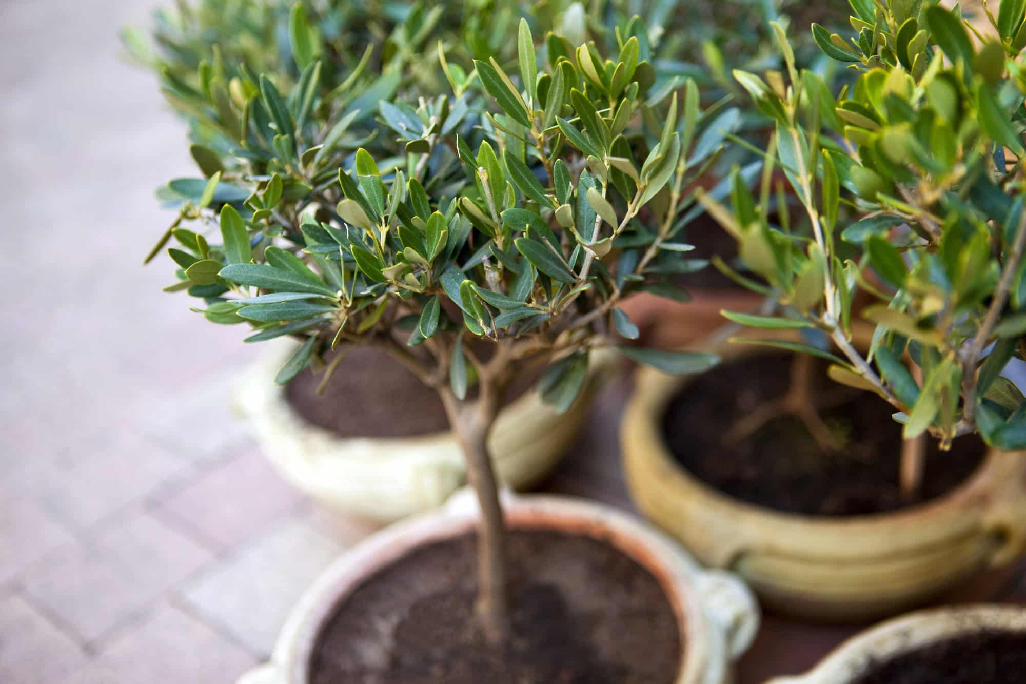 Protéger un olivier en pot durant l'hiver : ce qu'il ne faut pas oublier