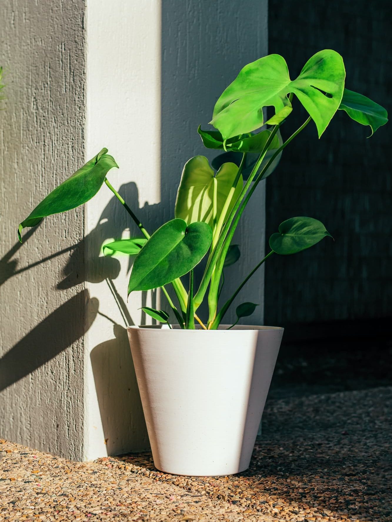 Young monstera plant in white pot in the garden with sunlight and shadow.