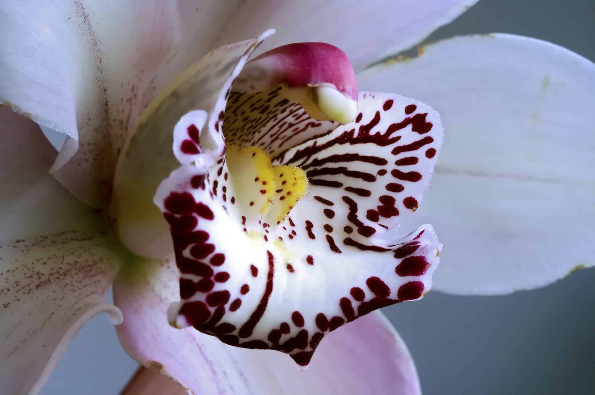 Comment savoir si une orchidée est morte