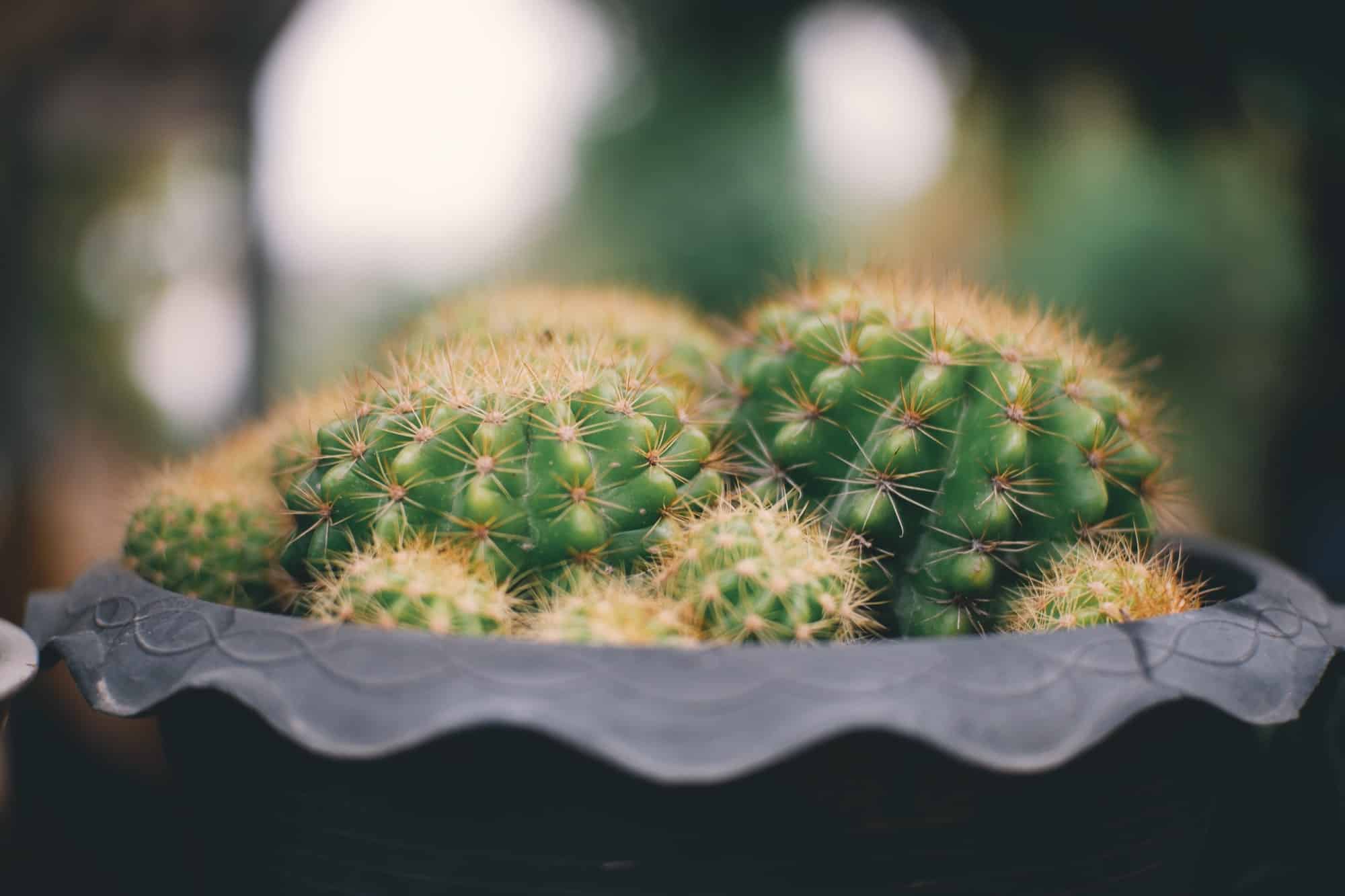 cactus qui ramollit