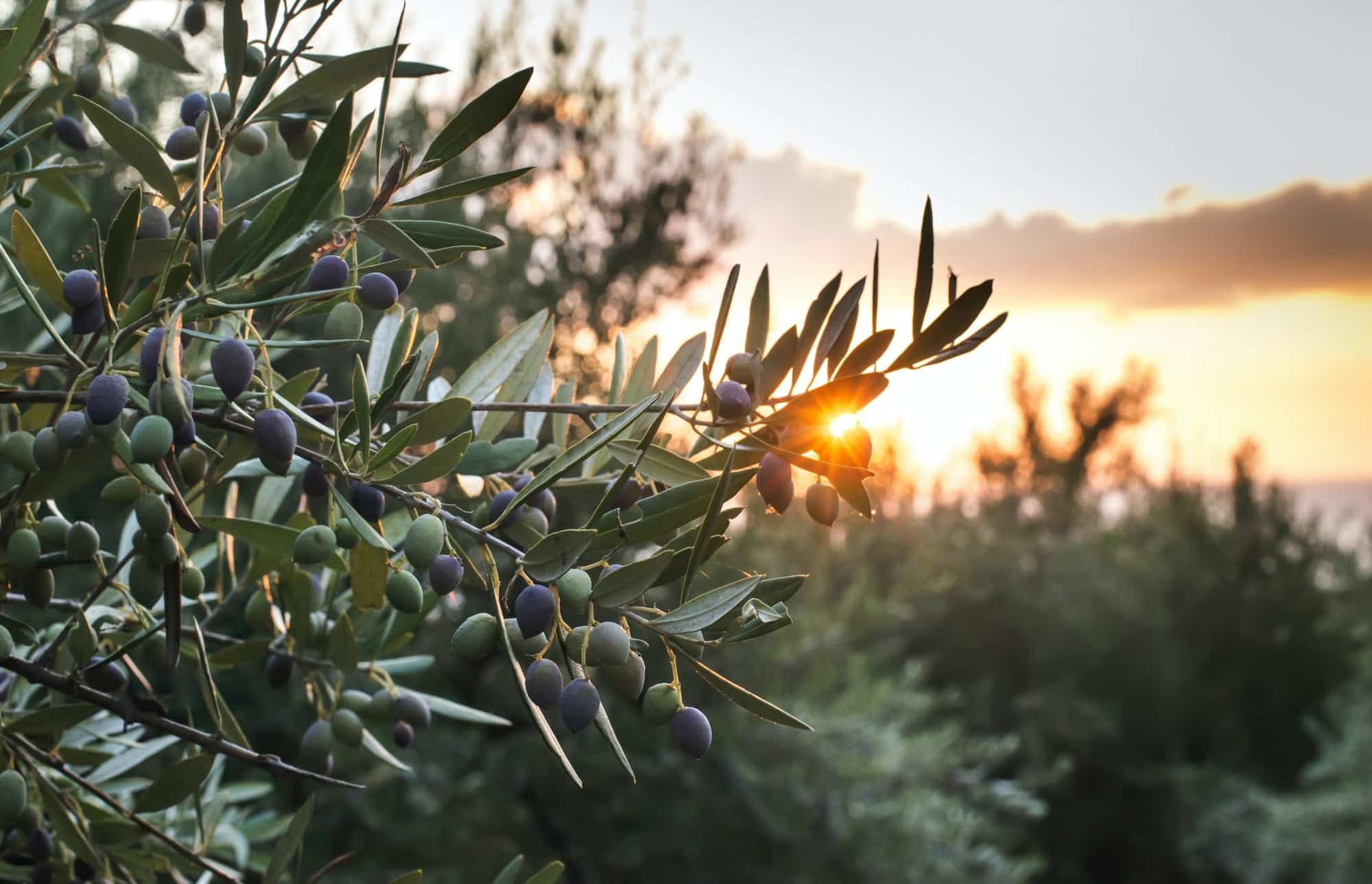 mettre en valeur un olivier