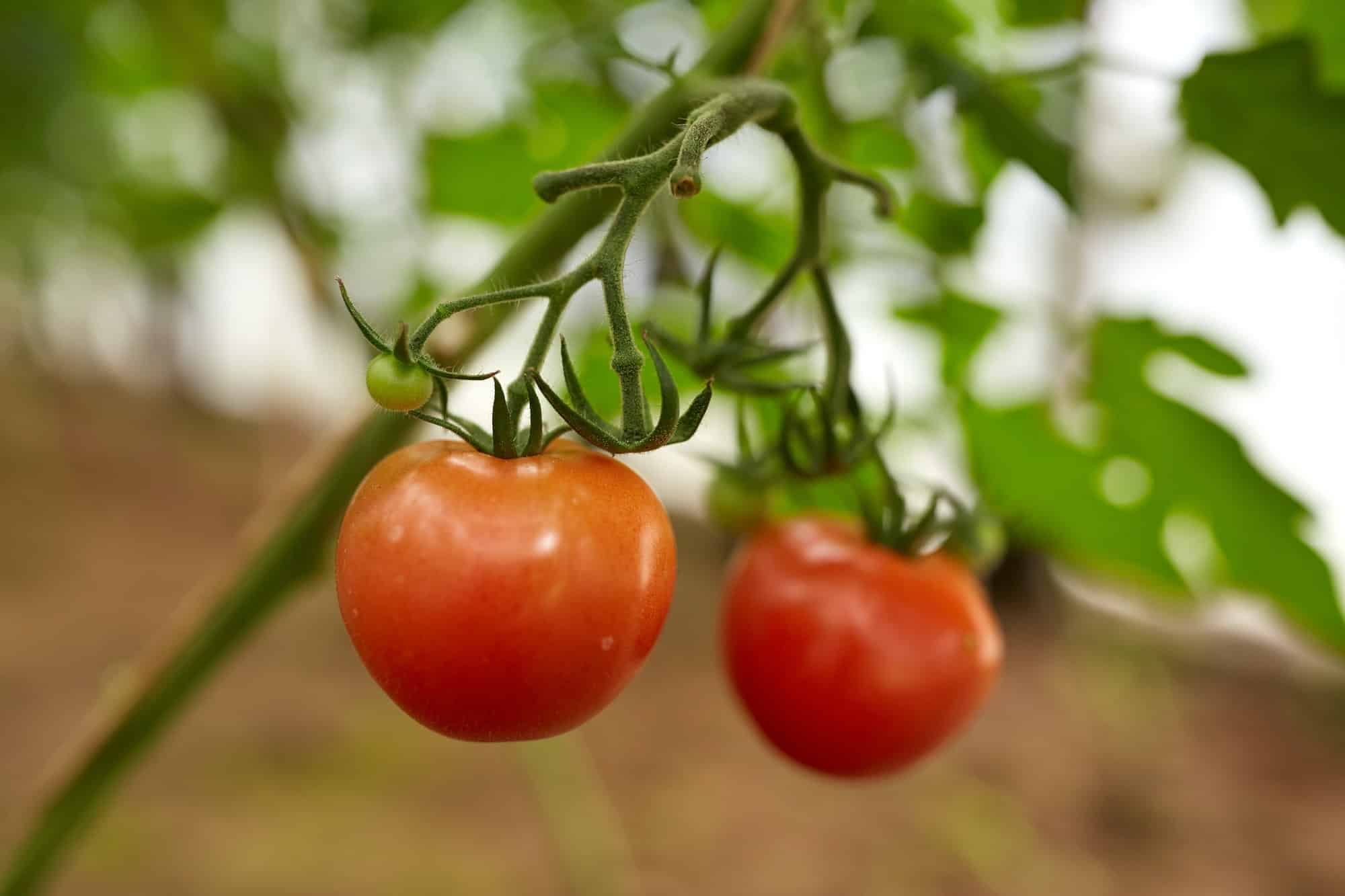 Pourquoi et comment pincer les tomates ?