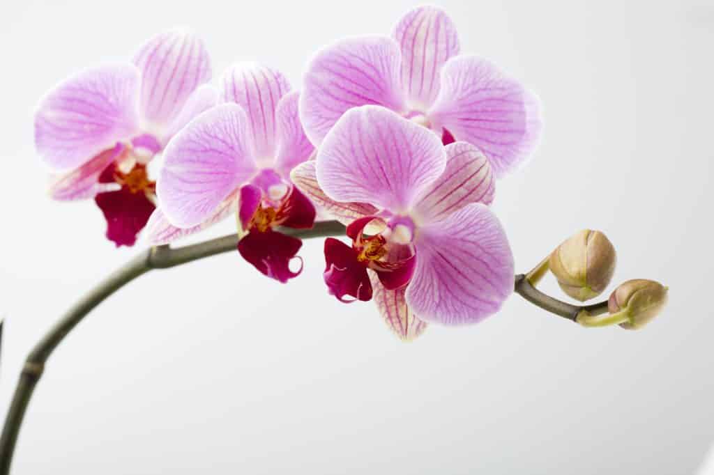 Comment savoir si une orchidée va refleurir