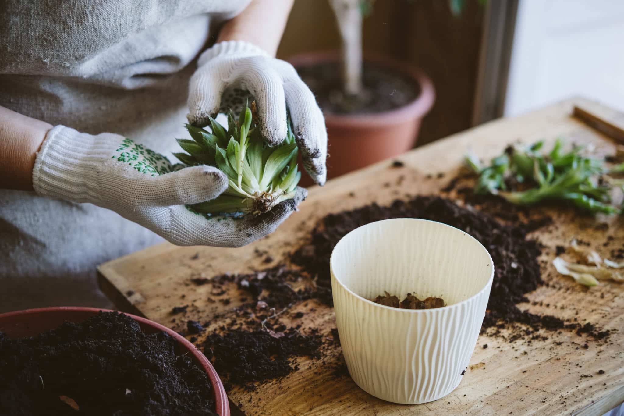 Comment planter des succulentes en pleine terre ? - Wepot | L'art d
