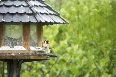 Mangeoire à oiseaux