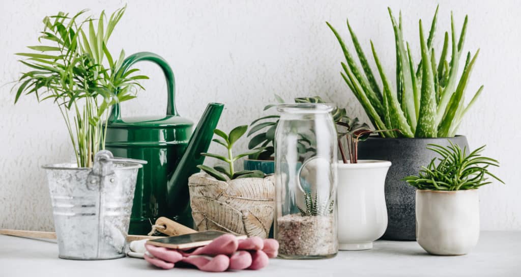 pots pour plante