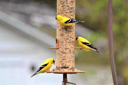 Mangeoire à oiseau en silo