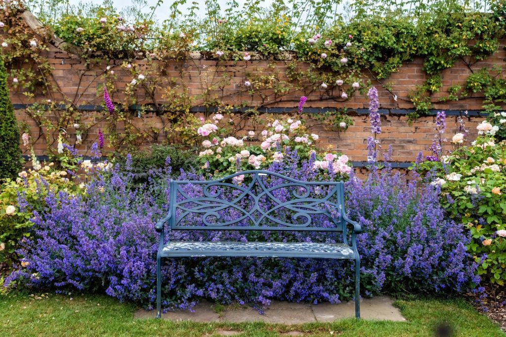 Garden bench for relaxation surrounded by blooming roses and blue nepeta catnip flowers.