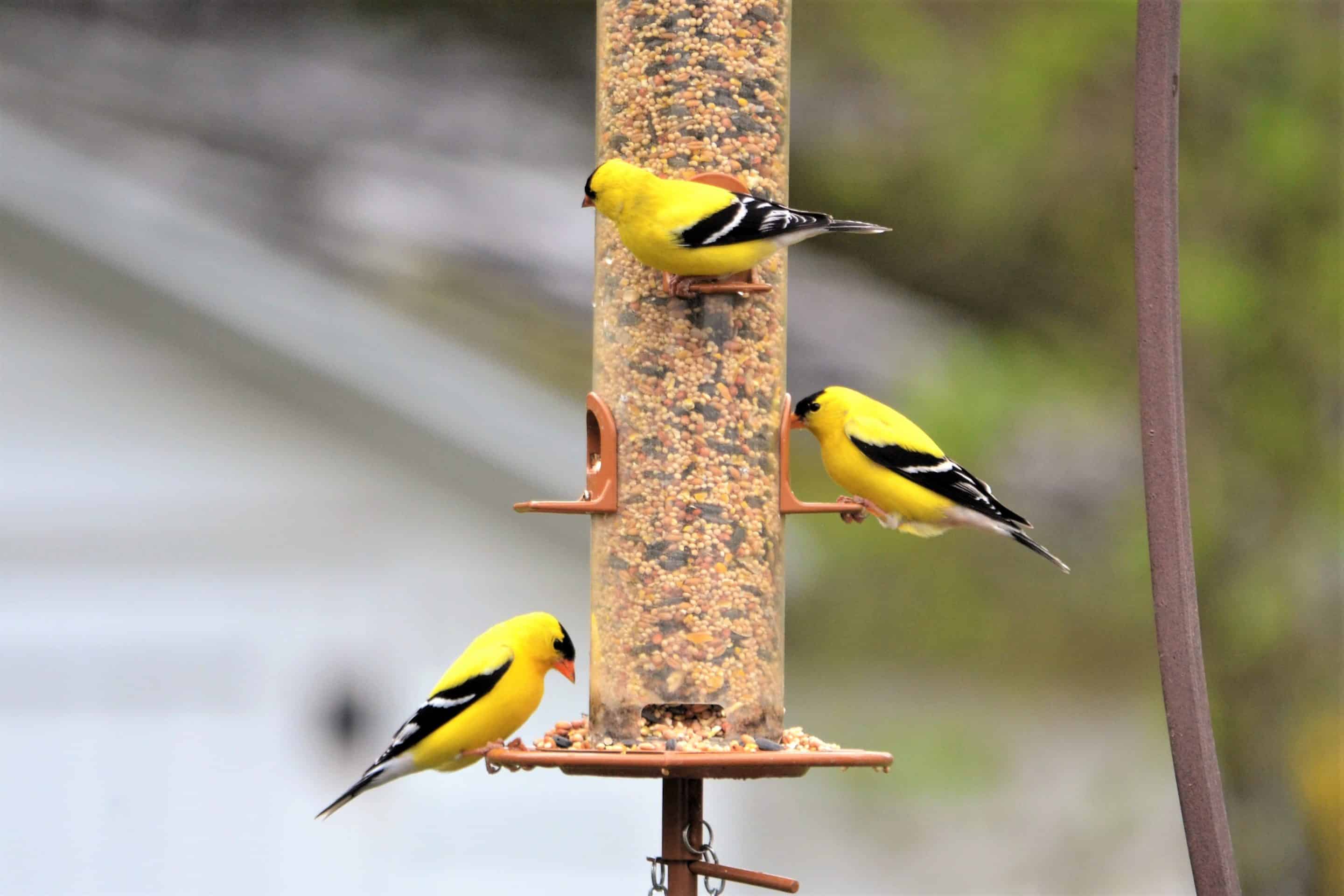 Mangeoire à oiseaux : comment la choisir en fonction de l'espèce ?