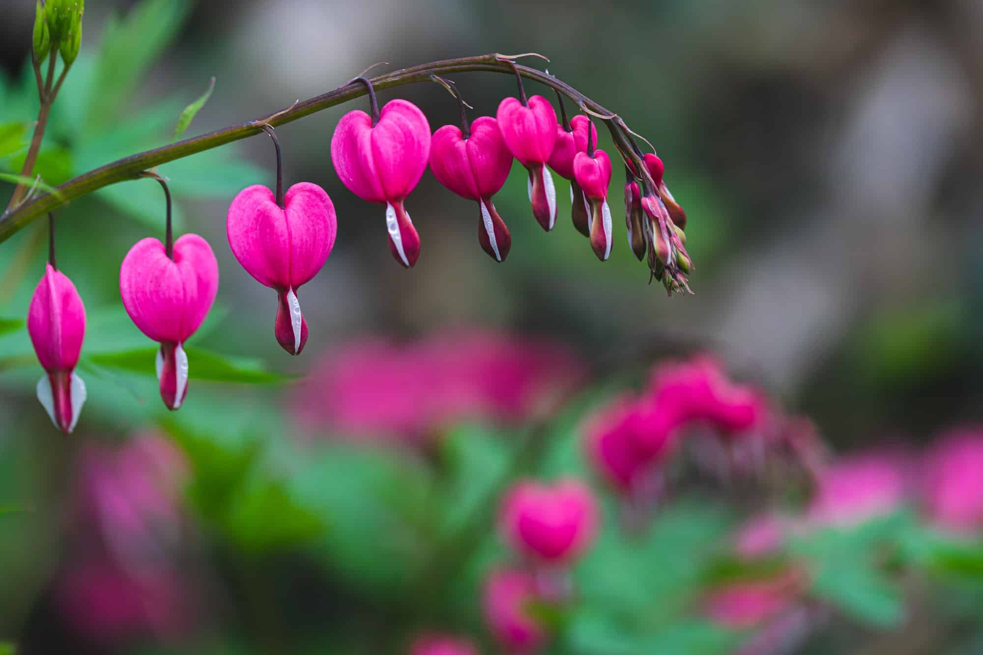 Fleur de printemps : liste des 30 plus belles fleurs à avoir dans son jardin