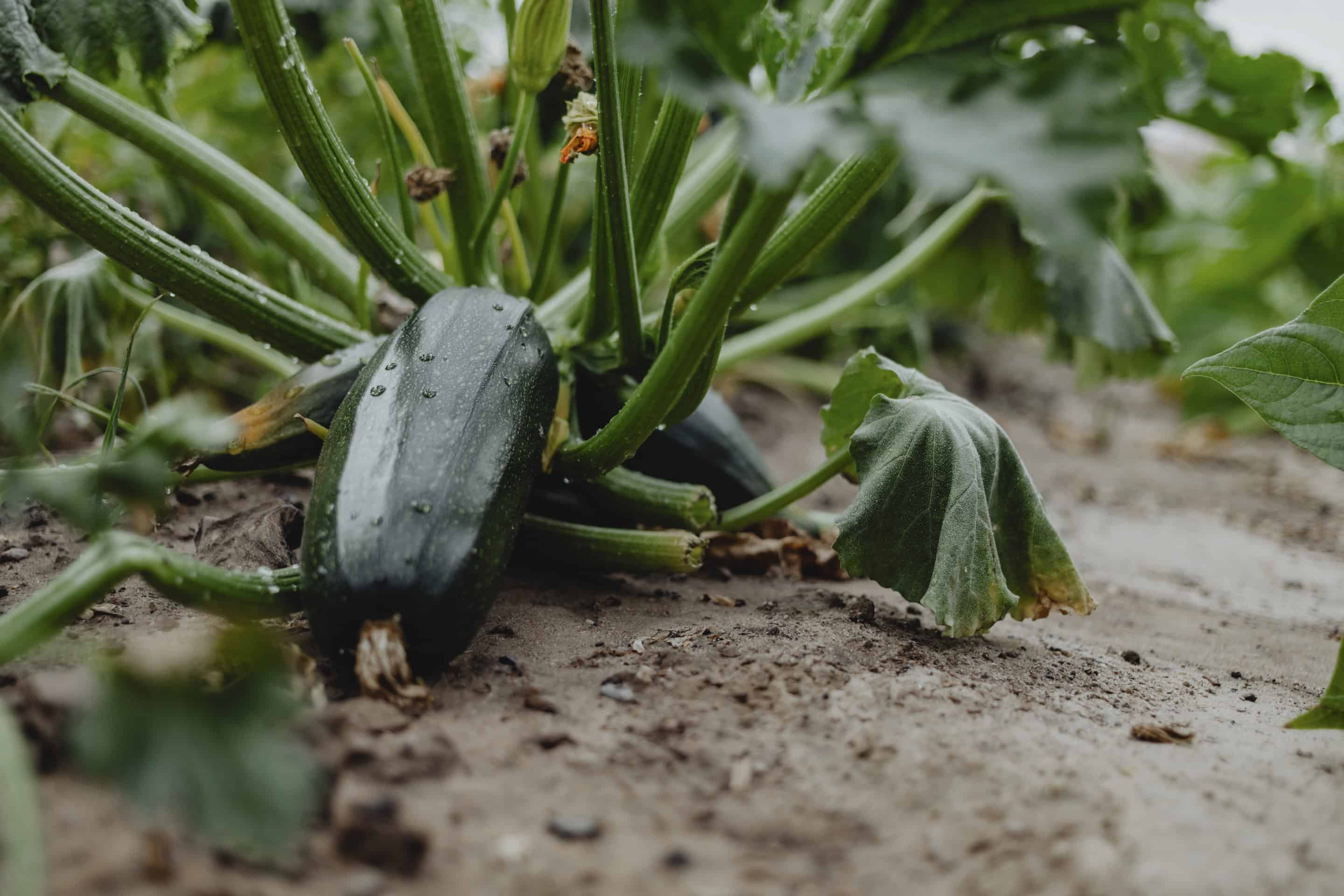 Jardinage : tout ce qu'il faut savoir sur la courgette