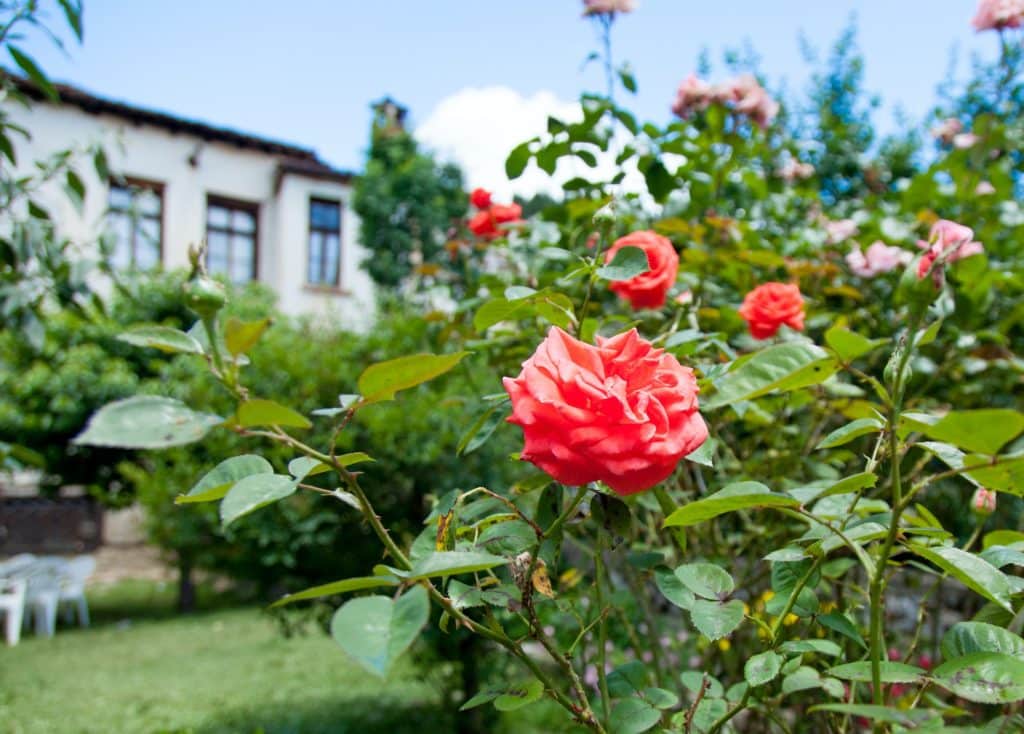 rose bush in Greece