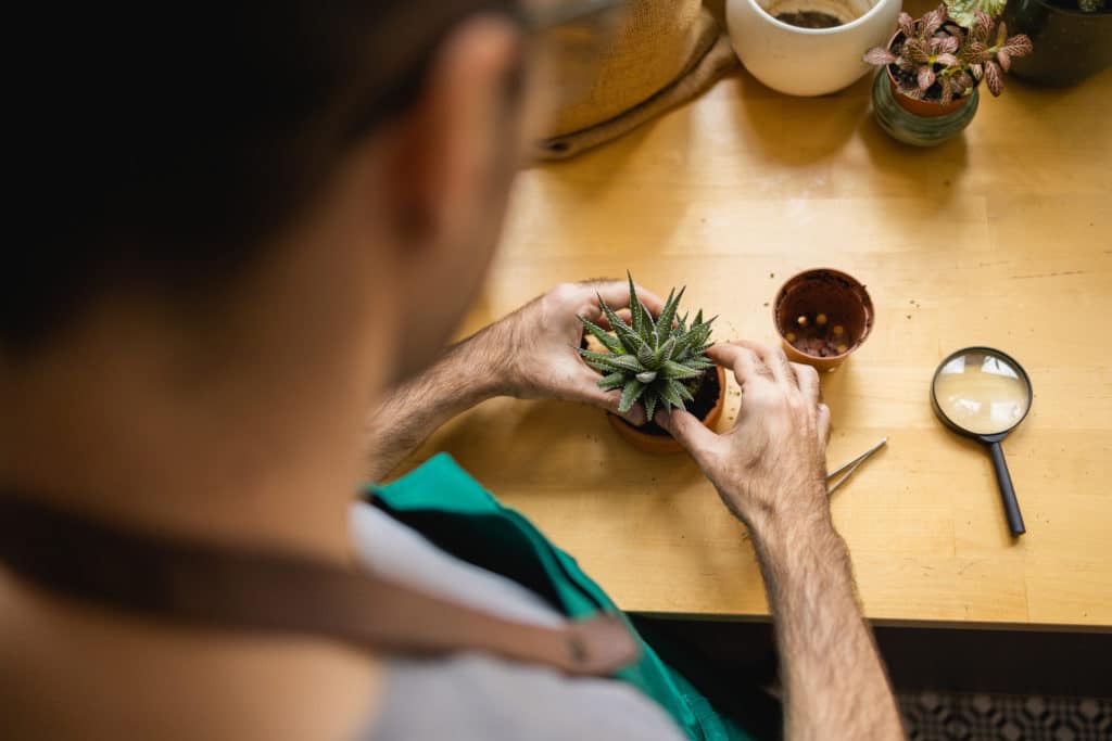 bouturer une plante grasse
