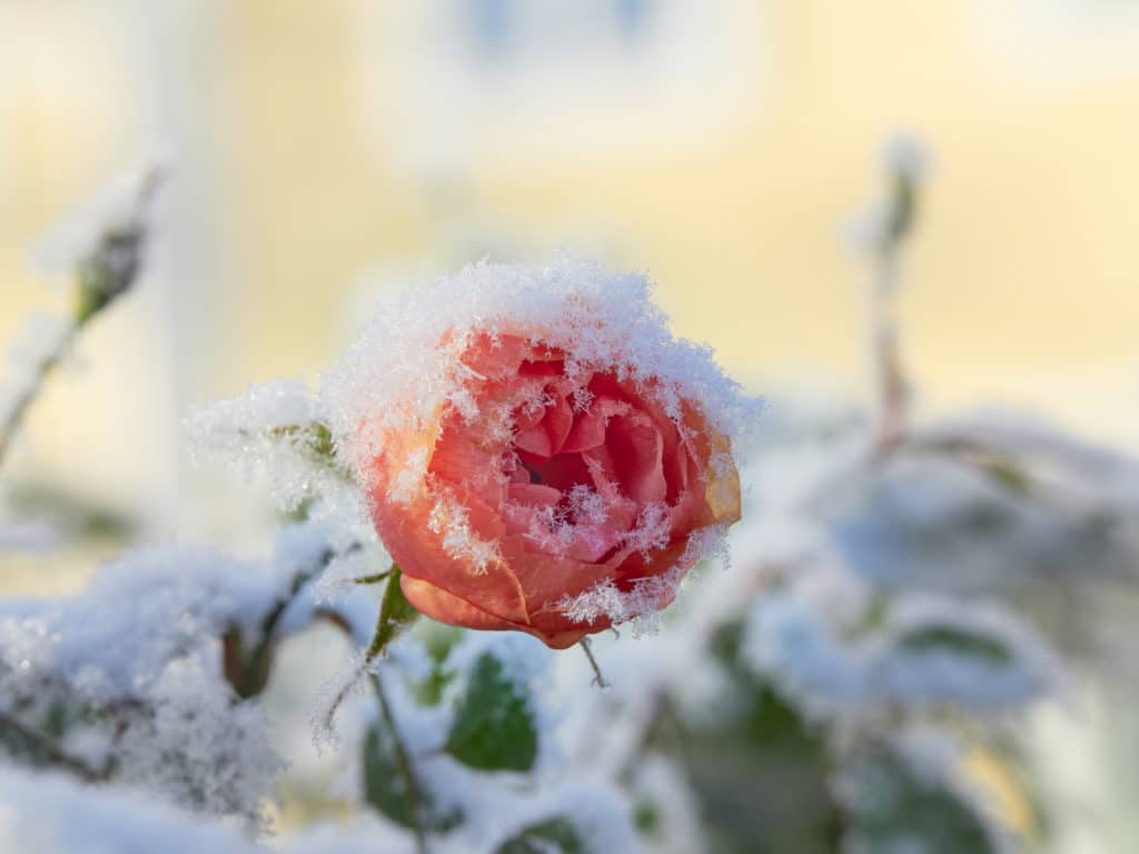 Rose sous la neige