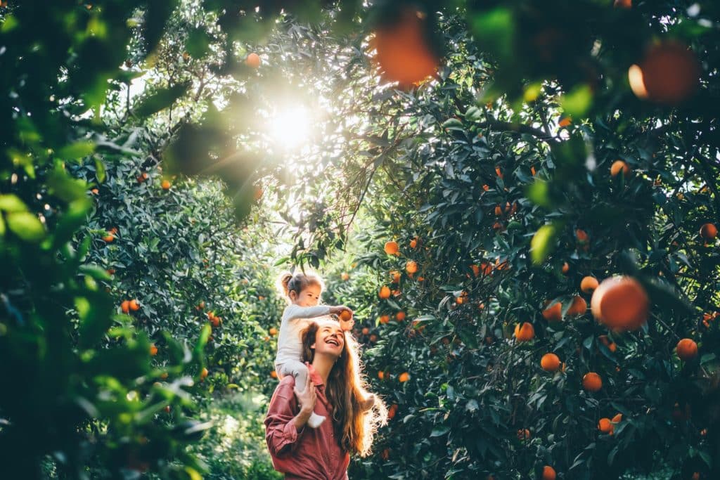 Baby picks a fresh orange from a green tree in sunny day.