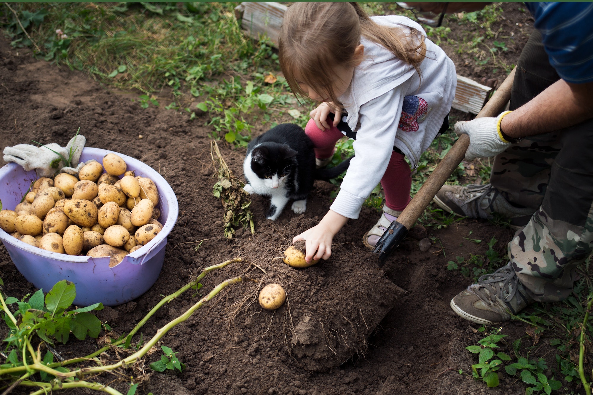grandfather and granddaughter dig potatoes in their garden.