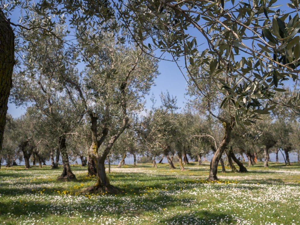 arroser un olivier