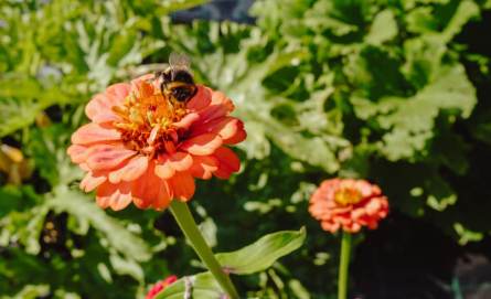 Un bourdon sur une fleur qui favorise le jardinage écologique