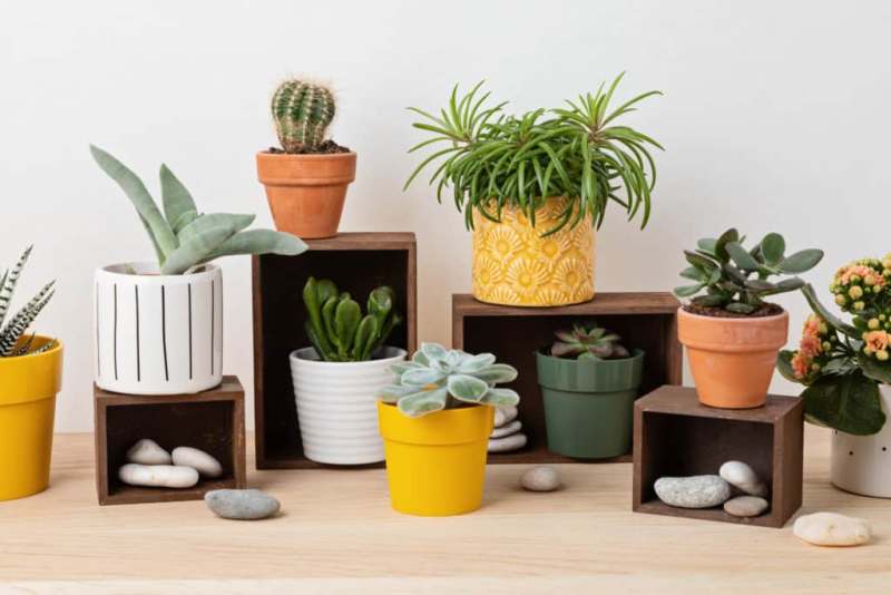 Ensemble de plantes en pot
