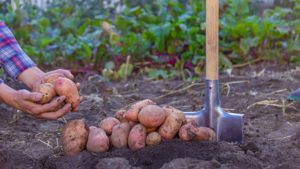 Plantation de patate douce