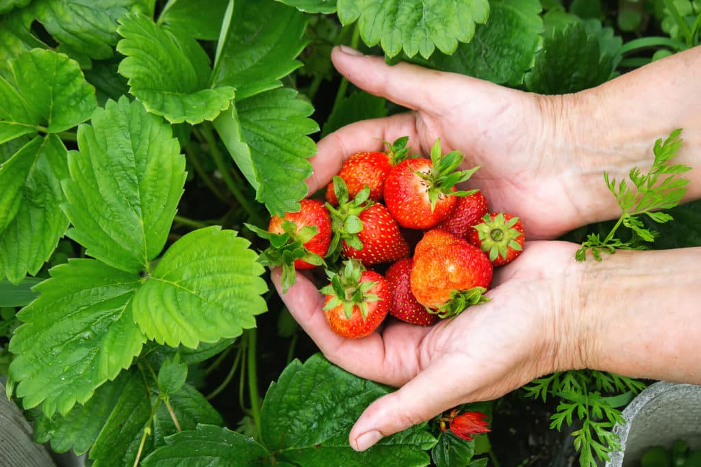 Une main remplie de fraises