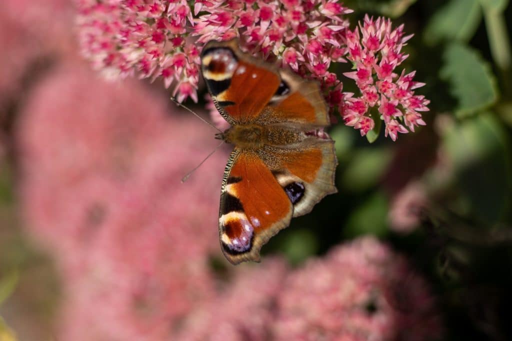 A peacock butterfly is eating on a pink Sedum flower - Hare cabbage. A flowerbed with flowers