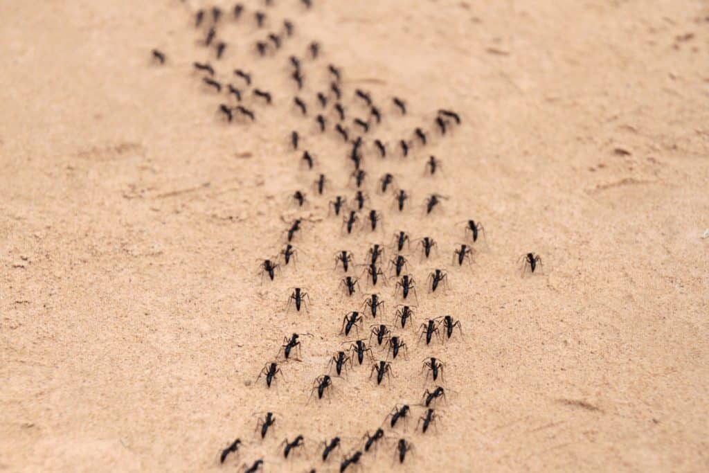 Se débarasser des fourmis