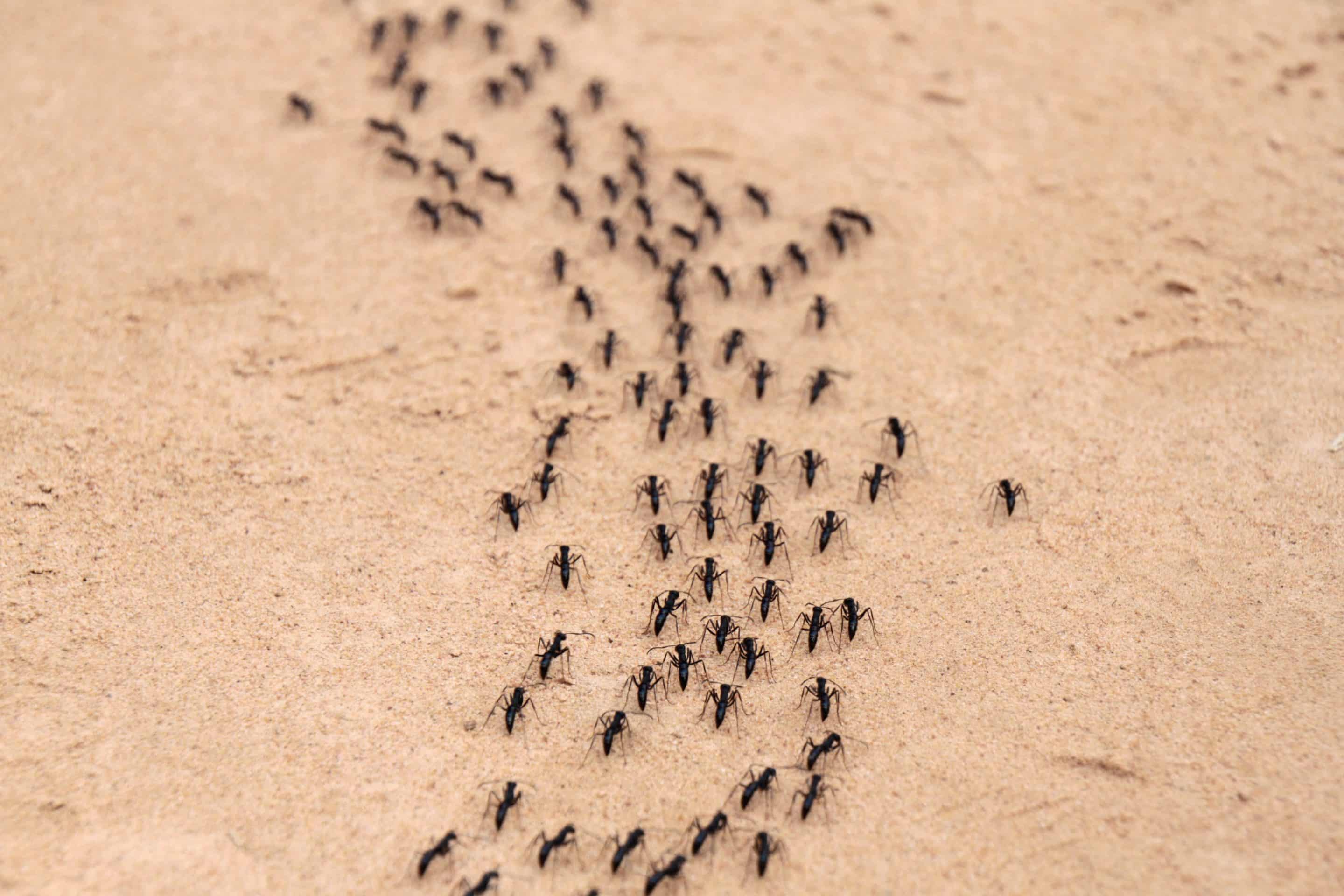 Des fourmis dans la maison