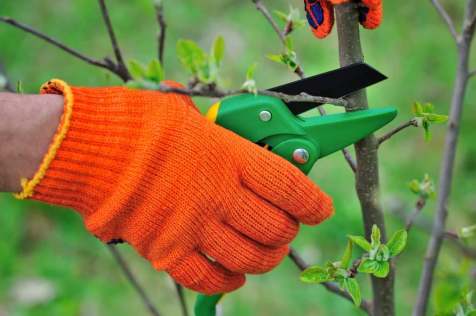 faire une bouture à partir d'une branche